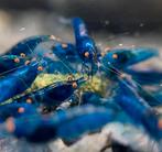 Neocaridina davidi Blue dream OE (orange eyes) 🔵🦐, Kreeft, Krab of Garnaal
