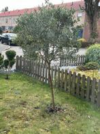 Olijfboom 180cm - Mediterrane sfeer in uw tuin!, Bloeit niet, 100 tot 250 cm, Olijfboom, Ophalen