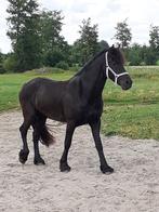 TE KOOP LIEVE 3-JARIGE FRIESE MERRIE, Merrie, Gechipt, Niet van toepassing, Dressuurpaard