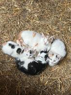 Lieve boerderijkittens, Dieren en Toebehoren, Meerdere dieren, Kortharig, 0 tot 2 jaar