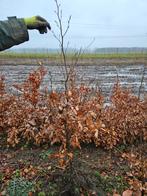 Mooie haag beuk Ligustrum klimop en laurier tekoop, Tuin en Terras, Planten | Tuinplanten, Ophalen