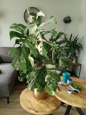 Monstera deliciosa Albo variegata groot beschikbaar voor biedingen