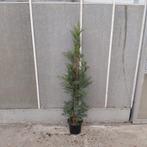 Leylandii haag | Tweeduizendéén | Wintergroen | 120cm, Ophalen, Overige soorten, 100 tot 250 cm