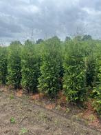 Thuja Brabant Coniferen Haagplanten, Bloeit niet, 100 tot 250 cm, Zuilboom, Ophalen
