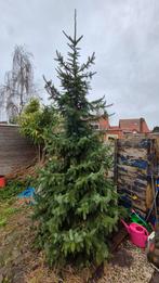 Kerstboom, Ophalen, Volle zon, Overige soorten