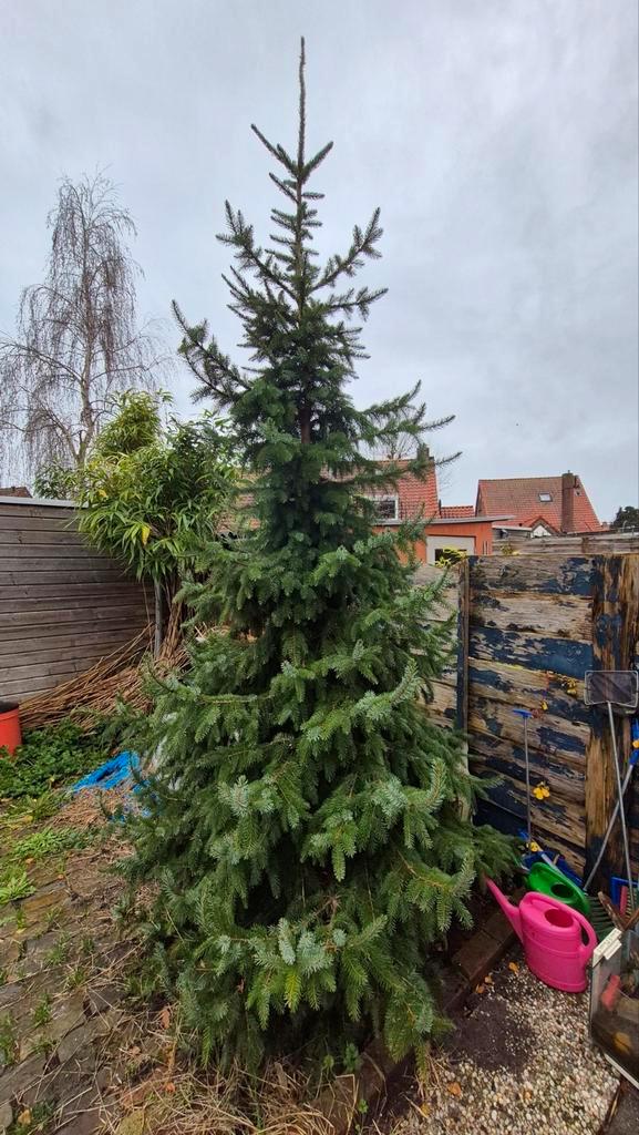 Kerstboom, Tuin en Terras, Planten | Bomen, Overige soorten, Volle zon, Ophalen