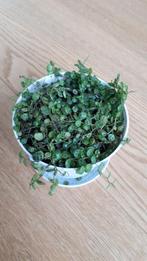Peperomia prostrata / String of turtles, Ophalen, Overige soorten, Minder dan 100 cm