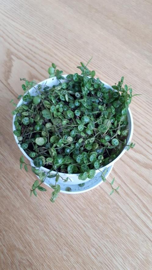 Peperomia prostrata / String of turtles, Huis en Inrichting, Kamerplanten, Overige soorten, Minder dan 100 cm, Ophalen