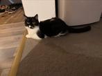 Britishkorthaar meisje 1 jaar, Dieren en Toebehoren, Katten en Kittens | Raskatten | Korthaar, Poes