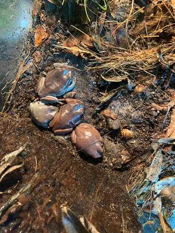 Boomkikkers te koop beschikbaar voor biedingen