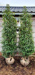 Portugese laurier  prunus lusitanica, Ophalen, Laurier, Haag, 100 tot 250 cm