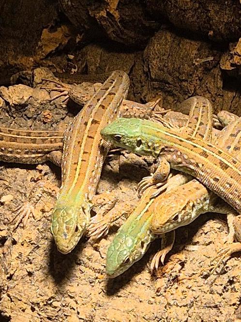 Prachtig Lacerta agilis exigua NK2025, Dieren en Toebehoren, Reptielen en Amfibieën, Hagedis, 0 tot 2 jaar