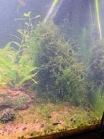 Aquarium Mos, Ophalen, Plant(en), Steen of Hout