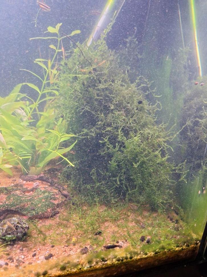 Aquarium Mos, Dieren en Toebehoren, Vissen | Aquaria en Toebehoren, Plant(en), Steen of Hout, Ophalen
