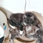 Maine Coon kittens, Poes, Gechipt