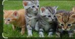 Gezocht een gratis kitten poes/kater voor onze kat., Dieren en Toebehoren, Katten en Kittens | Overige Katten, Meerdere dieren
