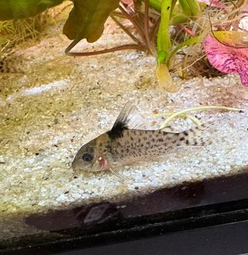 Corydoras Leucomelas beschikbaar voor biedingen