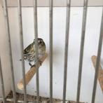 Europese sijs pop je, Vrouwelijk, Wildzangvogel