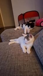 Katten zoeken nieuw huisje 6m oud, Dieren en Toebehoren, Katten en Kittens | Overige Katten, Meerdere dieren, Kortharig, 0 tot 2 jaar