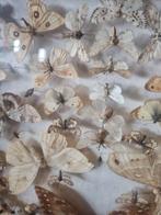 Antieke vlinderkast vlinders vitrine taxidermie, Ophalen, Gebruikt, Insect, Opgezet dier