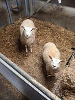 2 lammeren, Meerdere dieren, Schaap