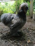 Jonge USA zijdehoen haan, Dieren en Toebehoren, Pluimvee, Mannelijk, Kip