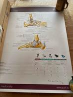 Anatomie poster voet, Ophalen, Zo goed als nieuw, Overige niveaus