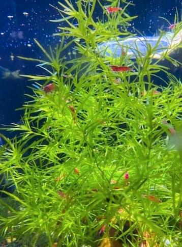 Aquarium plant guppy gras Najas guadalupensis