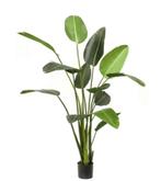 strelitzia 230cm, Ophalen of Verzenden, Nieuw