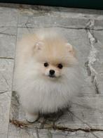 Mini Bearface Reutje Pomeriaan/Pomeranian Binnenkort in NL, Dieren en Toebehoren, Keeshond, Reu, 8 tot 15 weken, Buitenland