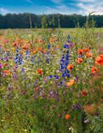 Bloemen mix zaden (ideaal voor bijen & vlinders), Ophalen of Verzenden, Voorjaar, Volle zon, Zaad