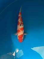 Sanke ogata female, Dieren en Toebehoren, Vissen | Vijvervissen, Karper of Koi