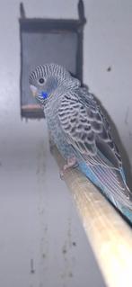 2 jonge blackface parkieten, Meerdere dieren, Parkiet