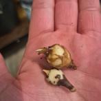 Alocasia Melo knol, Huis en Inrichting, Kamerplanten, Ophalen of Verzenden, Halfschaduw, Minder dan 100 cm