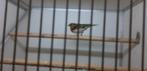speciale hybriden super zangers!!, Dieren en Toebehoren, Mannelijk, Wildzangvogel, Geringd