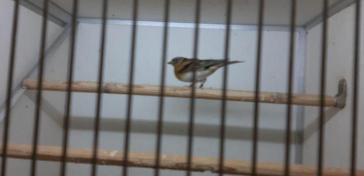 speciale hybriden super zangers!!, Dieren en Toebehoren, Vogels | Overige Vogels, Wildzangvogel, Mannelijk, Tam, Geringd