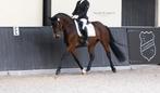 7jarige dressuurmerrie, Dieren en Toebehoren, Paarden, Merrie, Gechipt, M, Dressuurpaard