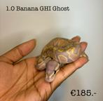 1.0 Banana GHI Ghost NK24, Dieren en Toebehoren, Reptielen en Amfibieën, Slang