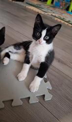 kittens, Dieren en Toebehoren, Katten en Kittens | Overige Katten, Poes, Kortharig, 0 tot 2 jaar