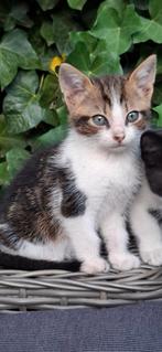 LIEVE KITTENS ZSM OPHALEN IVB ZIEKE MOEDER POES, Dieren en Toebehoren, Katten en Kittens | Overige Katten, Poes