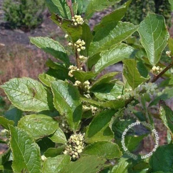Ilex verticillata mnl Winterbes mannelijke plant € 8,95, Tuin en Terras, Planten | Tuinplanten, Vaste plant, Overige soorten, Halfschaduw