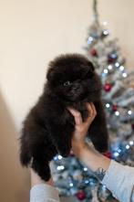 Pomeranian, België, Particulier, CDV (hondenziekte), 8 tot 15 weken