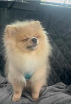 Pomeriaan reutje, Dieren en Toebehoren, Keeshond, 15 weken tot 1 jaar, Reu, Eén hond
