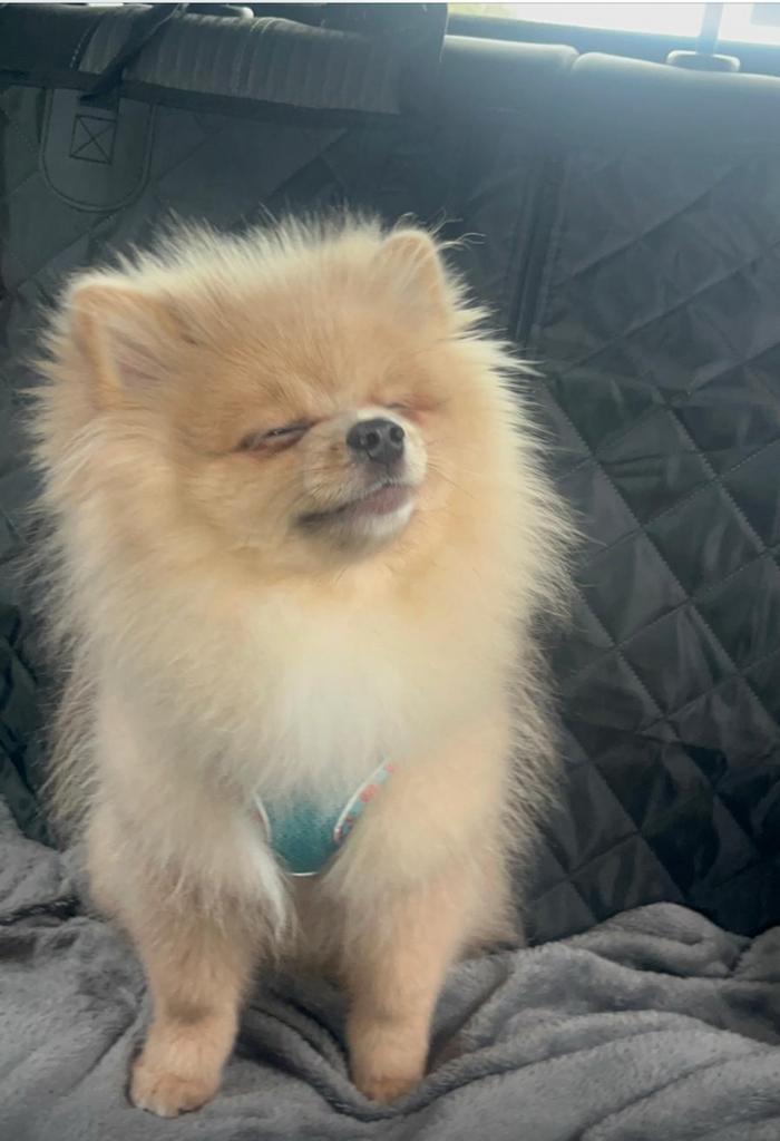 Pomeriaan reutje, Dieren en Toebehoren, Honden | Poolhonden, Keeshonden en Oertypen, Reu, Keeshond, Particulier, Eén hond, Nederland