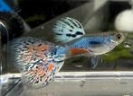 Azure Ember Lazuli guppy’s – eigen kweek, Dieren en Toebehoren, Vissen | Aquariumvissen, Vis, Zoetwatervis