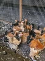 Kippen,Brahma columbia en zwart-wit, Dieren en Toebehoren, Pluimvee, Meerdere dieren, Kip