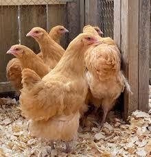 Orpington buff jonge hennen, Dieren en Toebehoren, Pluimvee, Kip, Vrouwelijk