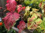 Twee Calladiums, Ophalen, Zomer, Overige soorten, Volle zon