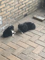 Super lieve boomer pups te koop, Dieren en Toebehoren, Honden | Niet-rashonden, 8 tot 15 weken, Meerdere, Meerdere dieren, Klein