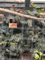 Jonge bichenows en bruinborst rietvinken, Dieren en Toebehoren, Vogels | Overige Vogels, Meerdere dieren